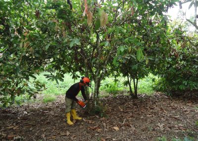 Desarrollo territorial e impulso de la agricultura sostenible y el comercio justo en Esmeraldas