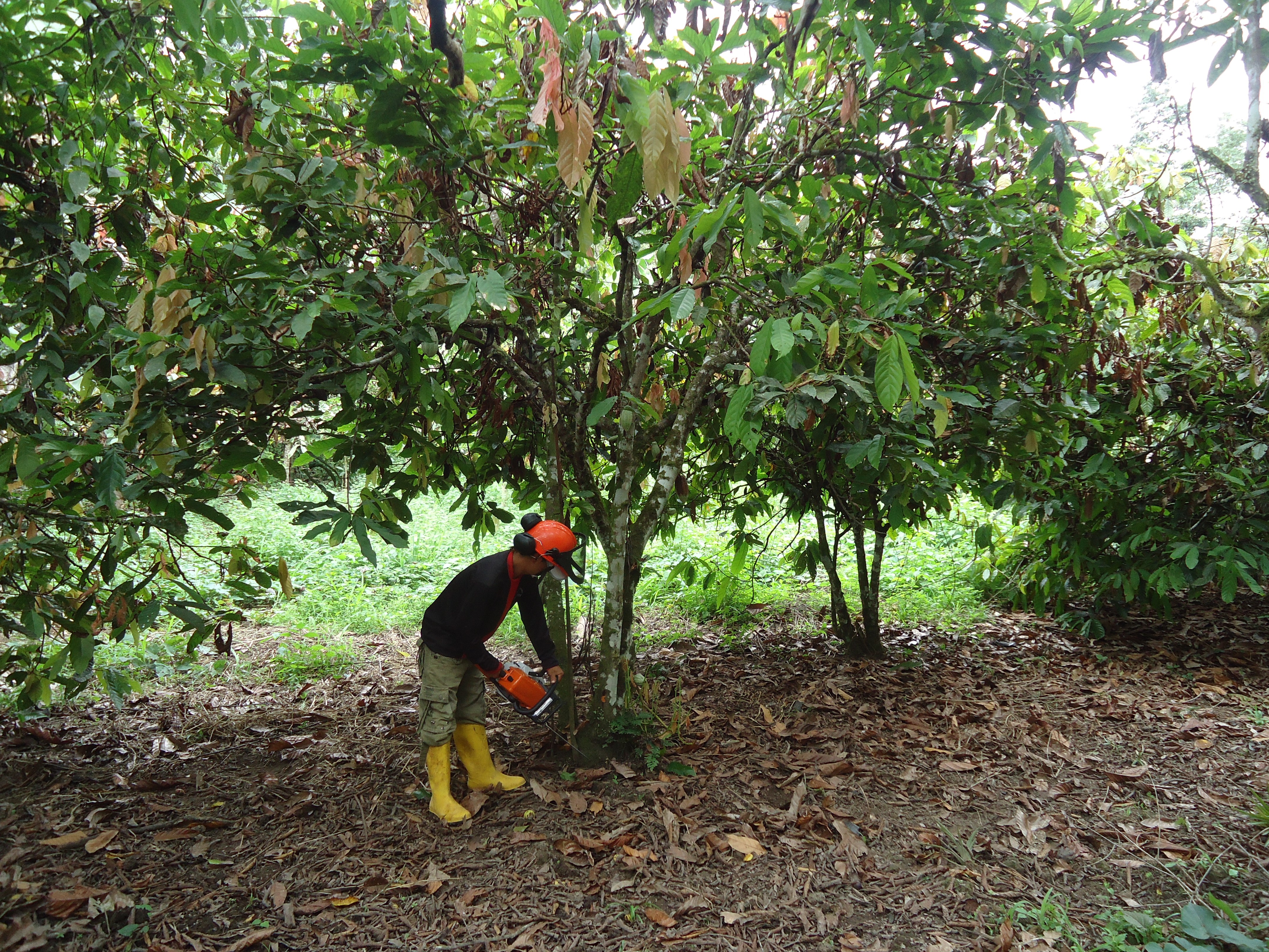 Desarrollo territorial e impulso de la agricultura sostenible y el comercio justo en Esmeraldas