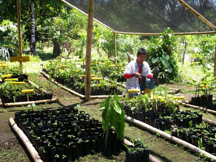 Fortalecimiento de la soberanía alimentaria en fincas integrales de cacao y reforestación de bambú en territorio Waorani
