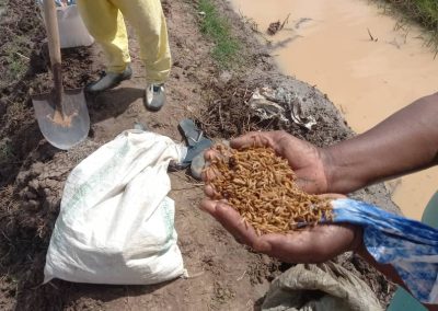 Soberanía alimentaria de la población de Dialmathie a través de producciones agrícolas comunitarias