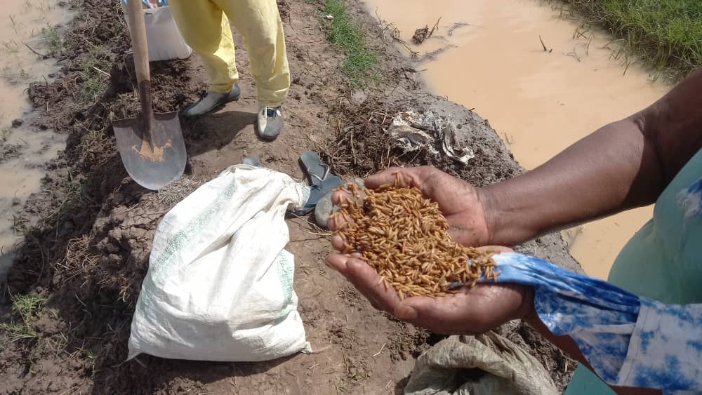 Soberanía alimentaria de la población de Dialmathie a través de producciones agrícolas comunitarias